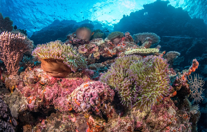 Vatu-i-Ra coral reef, Fiji CREDIT: Tom Vierus
